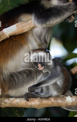 Kirk della Red Colobus Monkey Procolobus kirkii è endemica di isola di Zanzibar, foresta di Jozani, Tanzania Foto Stock