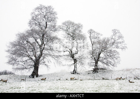 Oak Tree silhouette in inverno il paesaggio con le pecore e gli agnelli Foto Stock