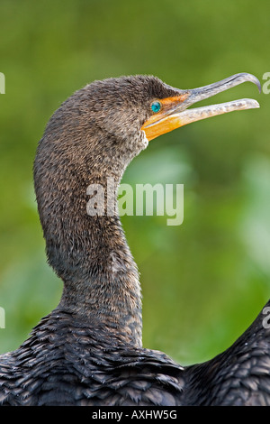 Doppio di cormorani crestato in close-up,l'Everglades, Florida, Stati Uniti d'America. Foto Stock