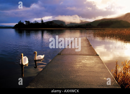 La mattina presto sul Lough Gill Co Sligo Irlanda con cigni nuoto in primo piano Foto Stock