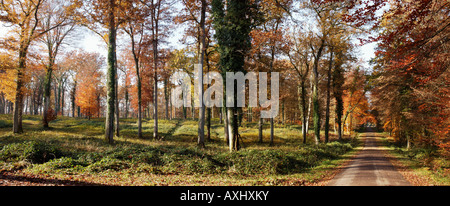 La futaie et route en foret de Troncais en automne Allier 03 Autunno Auvergne brutta stagione Bad stagioni specie botaniche prodotti botanici Foto Stock