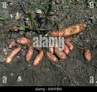 Rosa fir patate apple esposti nel suolo al momento del raccolto Foto Stock