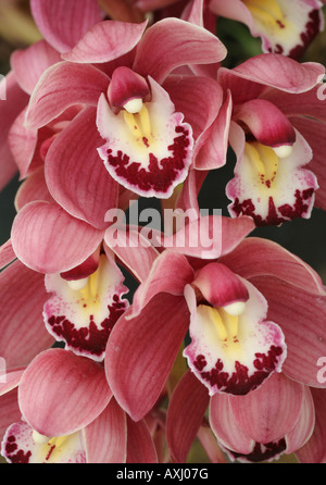 Fiori di una barca coltivate orchidee Cymbidium, 'Mimi" Foto Stock