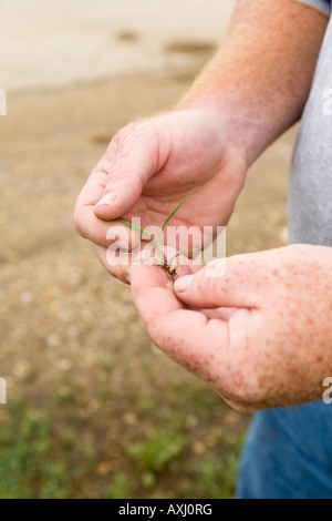 ILLINOIS Elgin man tenere la pianticella di erba in mano una parte di erbe native progetto di restauro in utility a destra del titolo Foto Stock