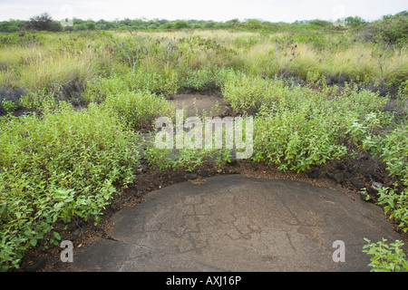 Nativo di petroglifi hawaiani nella roccia vicino a Kona Hawaii Foto Stock