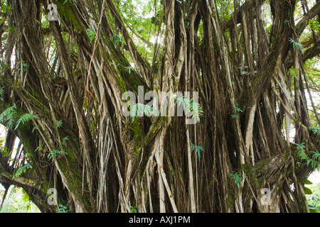 Banyan Tree in Hilo Hawaii Foto Stock