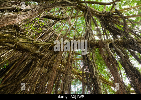 Alberi Banyon in Hilo Hawaii Foto Stock