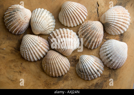 Set di 10 dieci conchiglie di mare disposti sul tavolo in legno top (Cerastoderma edule - Comune di increspatura commestibili) Foto Stock