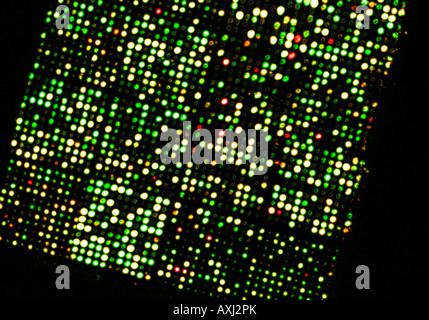 Micro array di DNA chip, genoma umano struttura Foto Stock