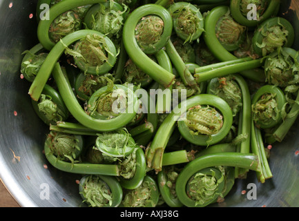 Fiddleheads commestibili dello struzzo fern (Matteuccia struthiopteris) Foto Stock