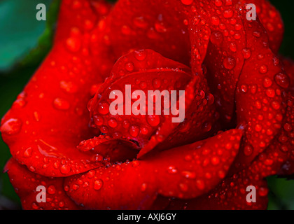 Primo piano di una rosa rossa con gocce d'acqua su sfondo verde Foto Stock