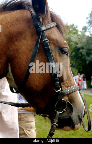 Cavallo marrone Foto Stock