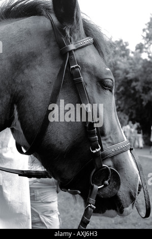 Cavallo Foto Stock