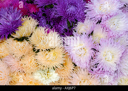 Mazzo di crisantemi Foto Stock