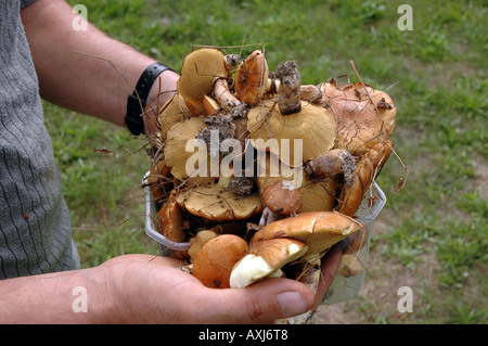 Risultato della raccolta dei funghi Foto Stock