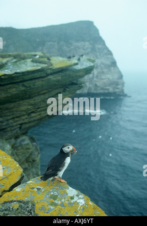 Atlantic Puffin (Fratercula arctica) in cima Noup cliff, Noss Isola, Shetland Scozia UK Foto Stock