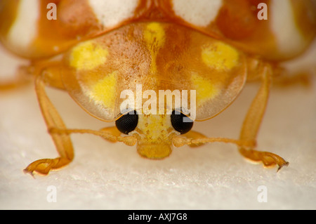 Coccinella arancione Foto Stock