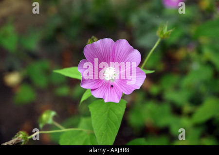 Crested anoda Anoda cristata chiamato anche spronato anoda Foto Stock