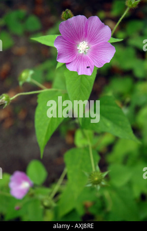 Crested anoda Anoda cristata chiamato anche spronato anoda Foto Stock
