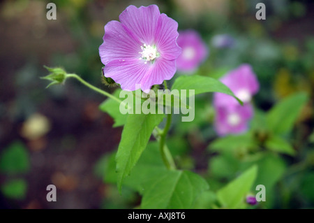 Crested anoda Anoda cristata chiamato anche spronato anoda Foto Stock