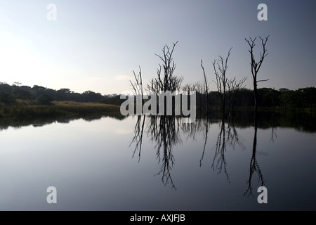 Foresta annegato nel serbatoio agricolo Foto Stock