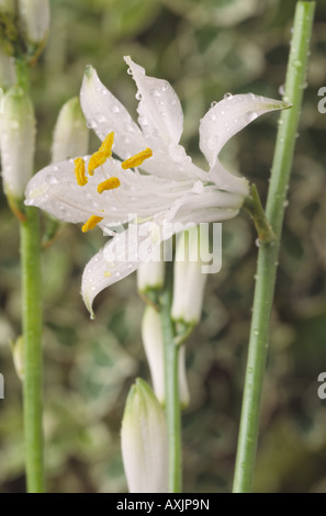 Paradisaea liliastrum AGM (St. Bruno's lily, paradiso lily) Foto Stock
