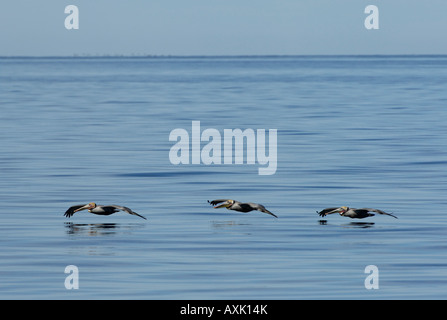 Pacific Brown Pelican Pelicanus occidentalis gruppo di 3 volando a bassa quota sopra acqua mare di Cortez Messico Foto Stock