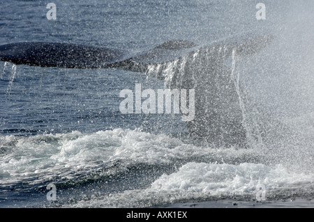 Humpback Whale Megaptera novaeangliae Baja California Messico coda battendo contro acqua lob tailing Foto Stock