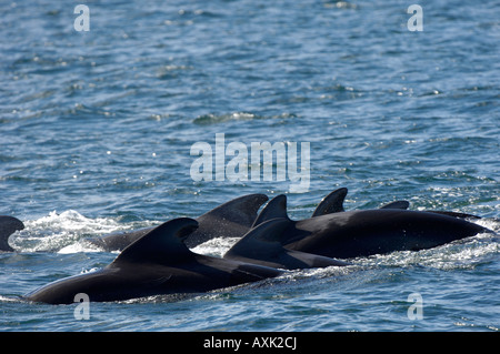 Breve alettato di Balene Pilota Globicephala macrorhynchus mare di Cortez Messico piccolo gruppo in corrispondenza della superficie Foto Stock