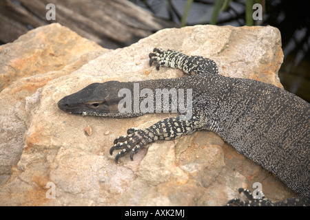 Monitor di pizzo Varanus varius in Lone Pine Koala Sanctuary riserva faunistico Zoo Queensland Brisbane Qld Australia Foto Stock