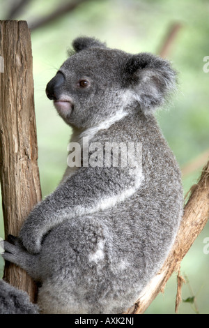 Soft tenero Koala bear riposa in un eucalipto o gomma di albero in Lone Pine Koala Sanctuary riserva faunistico Zoo Brisbane Queensland Foto Stock