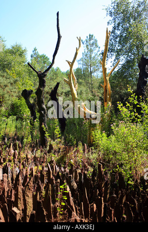 Albero d'oro (arbre d'Or di Francois Davin) in Val sans retour a Foret de Paimpont, Ille-et-Vilaine, Bretagna, Francia Foto Stock