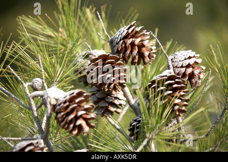 Coni Fir da pino sul verde riserva naturale area di conservazione sopra Saronida in Attica o Atiki Grecia Foto Stock