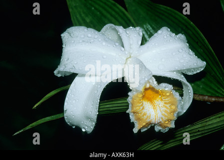 Orchidea (Sobralia leucoxantha) Selvatica, Braulio Carrillo National Park, COSTA RICA Foto Stock