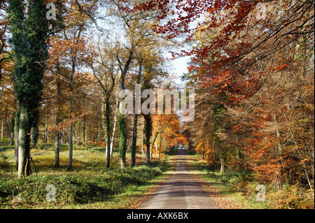 La futaie et route en foret de Troncais en automne Allier 03 Autunno Auvergne brutta stagione Bad stagioni specie botaniche prodotti botanici Foto Stock