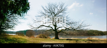 Chene solitaire Steineiche Leccio Quercus ilex albero solitario Etang de Saint Bonnet dans la per t de Tron ais en automne Baeume Foto Stock