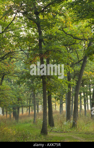 ILLINOIS inizio mattina autunnale nei boschi di quercia a dune di Pine Forest Preserve haze e sospesi tra tronchi di alberi Foto Stock