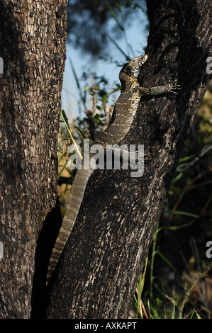 Monitor del Nilo Varanus niloticus rampicante fiume Chobe Botswana Foto Stock