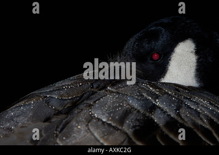 Canada Goose Branta canadensis Hertfordshire UK sono ' appollaiati di notte da vicino che mostra le goccioline di acqua sulle piume Foto Stock