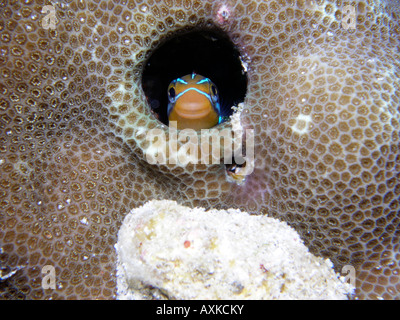 Foderato blu sabre dente bavose (plagiotremus rhinorhynchos) Bali Barat National Park, Indonesia Foto Stock