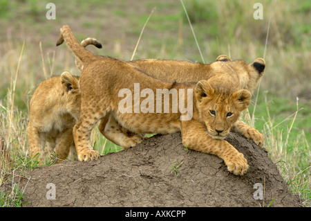 Lion Panthera leo Masaii Mara Kenya cubs giocando sul tumulo termite Foto Stock