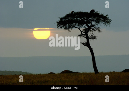 Tramonto nel Masaii Mara Kenya Foto Stock