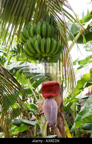 Banana Musa paradisiaca giovane frutta con fiore campana prese a Holguin, Cuba Foto Stock