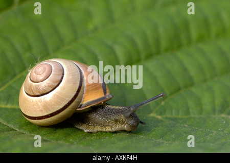 A labbro marrone Cepaea lumaca nemeralis salendo impianto stelo Oxfordshire UK Foto Stock