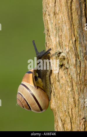 A labbro marrone Cepaea lumaca nemeralis salendo impianto stelo Oxfordshire UK Foto Stock
