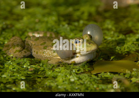 Marsh Rana ridibunda Rana British Wildlife Centre Regno Unito chiedendo con sacchi di aria gonfiata Foto Stock