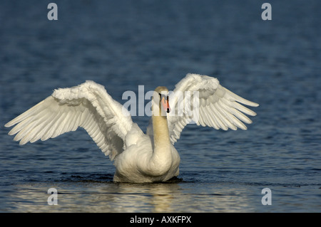 Cigno Cygnus olor Buckinghamshire REGNO UNITO su acqua ali di stiramento Foto Stock