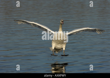 Cigno Cygnus olor Buckinghamshire REGNO UNITO attorno alla terra su acqua Foto Stock