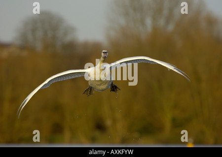 Cigno Cygnus olor Buckinghamshire UK in volo Foto Stock