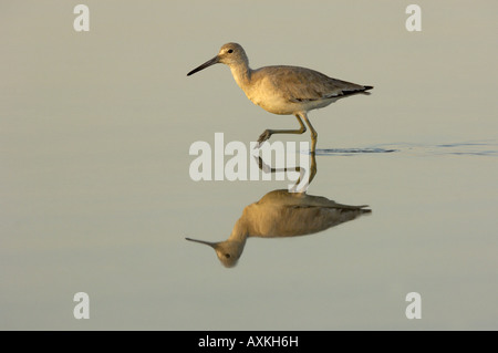 Willet Catoptrophorus semipalmatus Florida USA a piedi in acqua con la riflessione Foto Stock